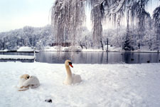 Winter Swans at Hagerstown City Park